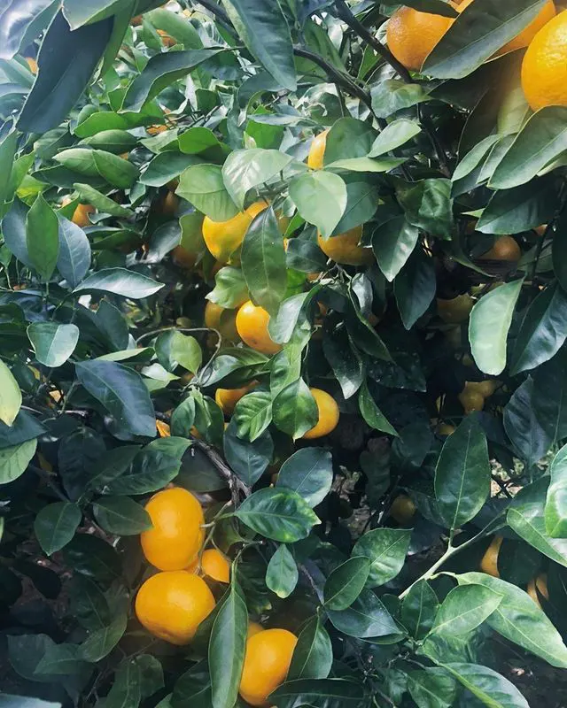 げんきに仲良くみかん狩り 古賀市香林の園-3