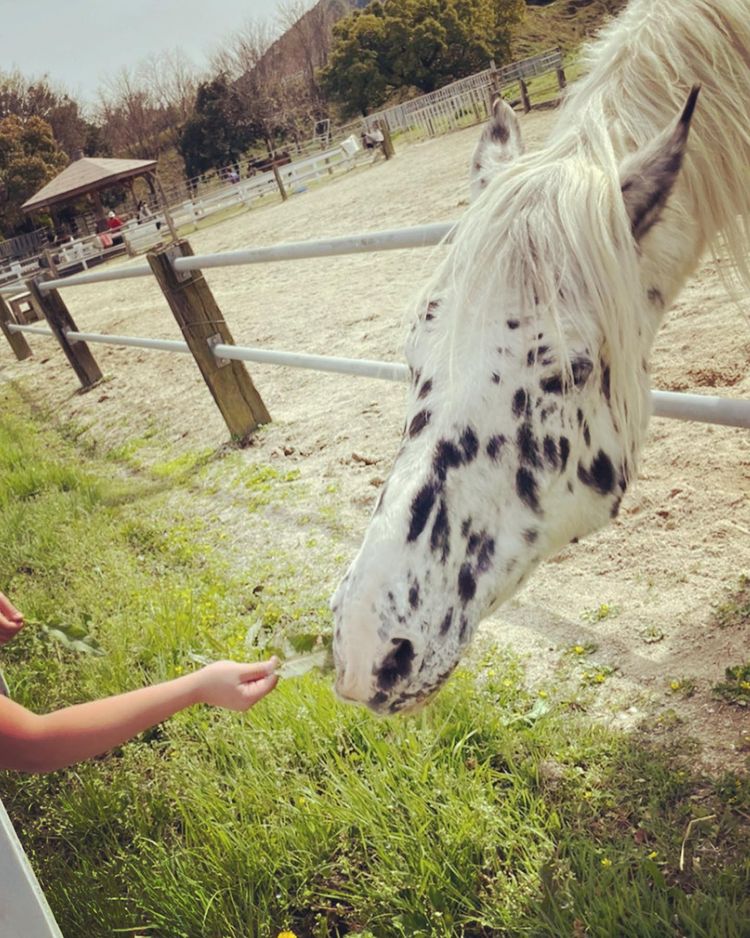福岡市のもーもーらんど油山牧場